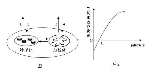 两极插头，定义、应用与优势分析