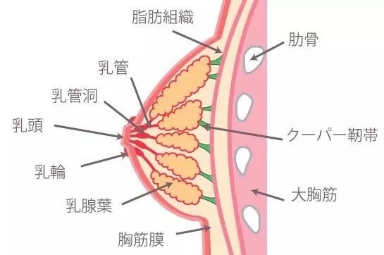 乳房护理与微细加工技术的发展趋势是什么