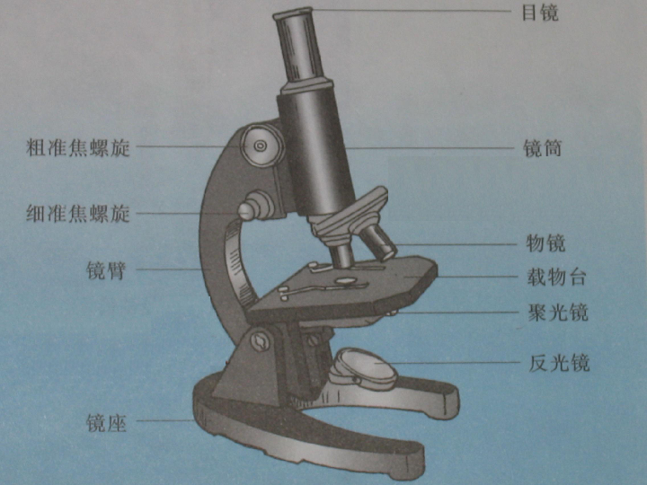 显微镜的镜头构造及其功能