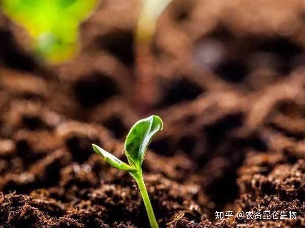 植物生长调节剂对植物插条枝条不定根发生的影响研究