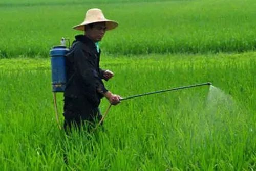 拔毛草用什么农药能打死