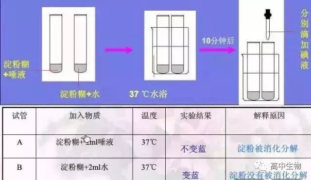 造纸的实验原理是什么