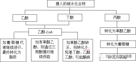 碳水化合物合成