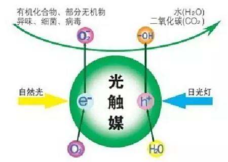 探究膨松剂在慢速气体产生条件下的作用机制