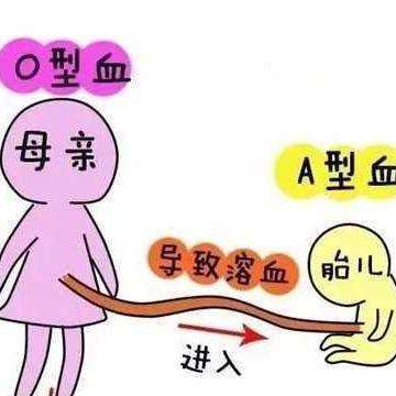 abo溶血一定会发生吗？解读ABO血型与溶血现象的关系