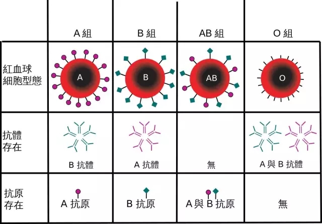 双o血型父母还会得溶血症吗