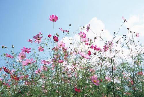 花卉标签图片大全