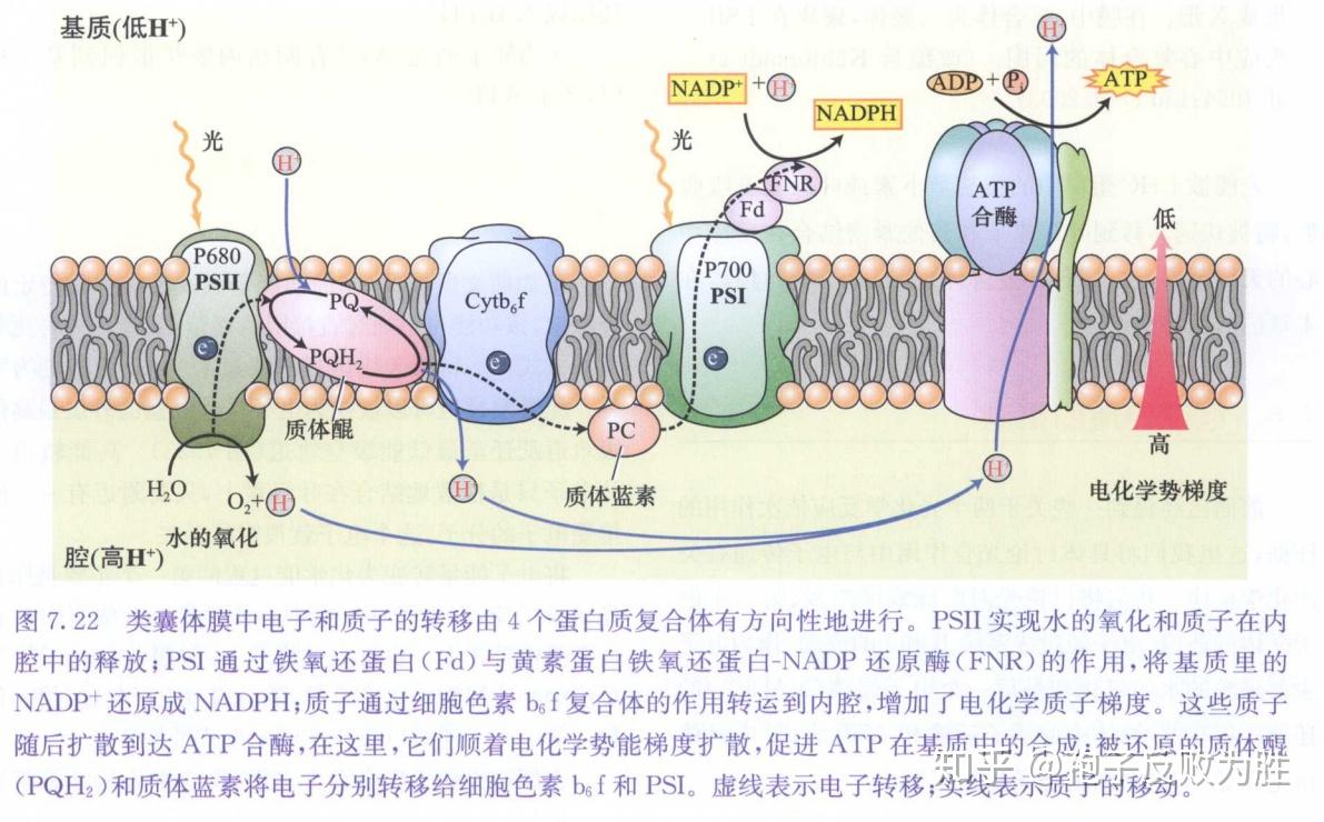 硫化剂原理