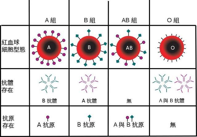 两个O型血生不了男孩子