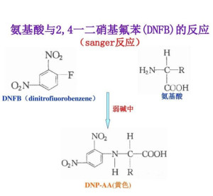 硝基可以被取代吗，化学反应中的可能性探讨