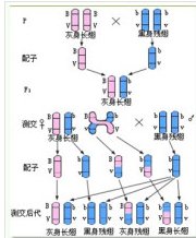 热稳定剂与碱性染料染色原理区别解析