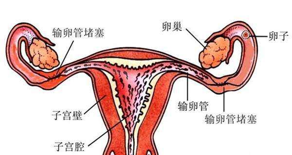 月经正常怀不上孕是什么原因